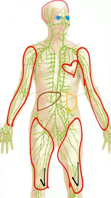 Драйн отеки о здоровье заказать у меня | Лимфатическая система, Товары для  здоровья, Домашнее лечение