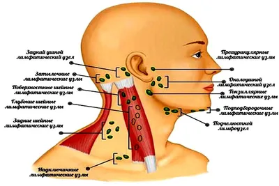 Изменения лимфоузлов (лимфоаденопатия) у детей - причины, особенности | Мир  мам: блог педиатра | Дзен