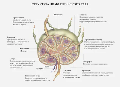 Лечение лимфедемы | подробно про метод Лимфатек