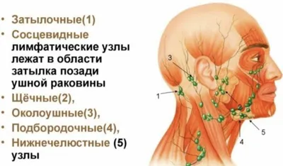 Диагностические представительства расстройств внутренних органов на ноге и  стопе человека - плакат (ID#1598234653), цена: 31 ₴, купить на 