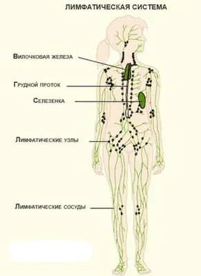 А Вы следите за своей ЛИМФОЙ? Ведь она выполняет одну из главных функций в  организме.