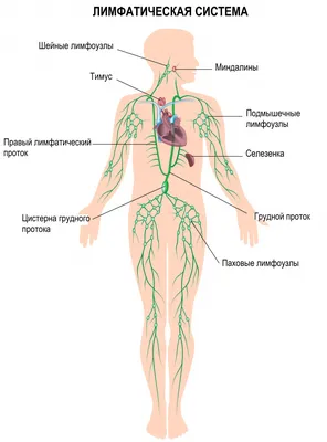 Что такое лимфаденопатия: симптомы, способы лечения, диагностика | Пикабу