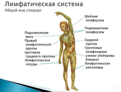 Секреты сохранения молодости кожи | Шишова Ольга Ивановна | Дзен