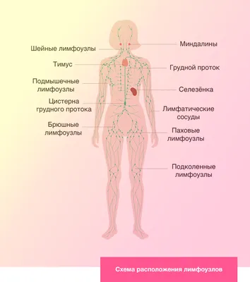 Анатомия человека, лимфатическая система, медицинская иллюстрация, лимфоузлы  Векторное изображение ©eveleen 502602928