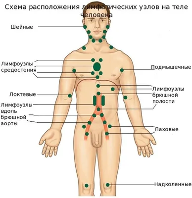 Лимфатическая система