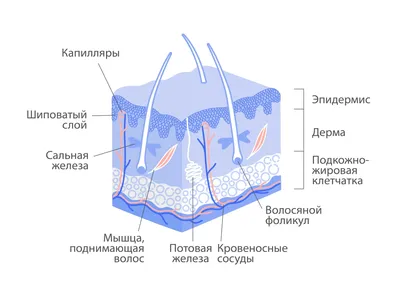 ≡ Компьютерная томография ❰КТ органов малого таза❱ — Цена | «Добрый Прогноз»