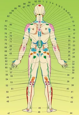 Коновалова Татьяна - Лимфатическая Система🤗😊 Systema Lymphatica - это  система главной функцией которой является очищение клеток и тканей нашего  организма, отвечает за поддержание иммунитета. 🌱🌱🌱🌱🌱🌱🌱 Лимфа - это  жидкая ткань организма, она