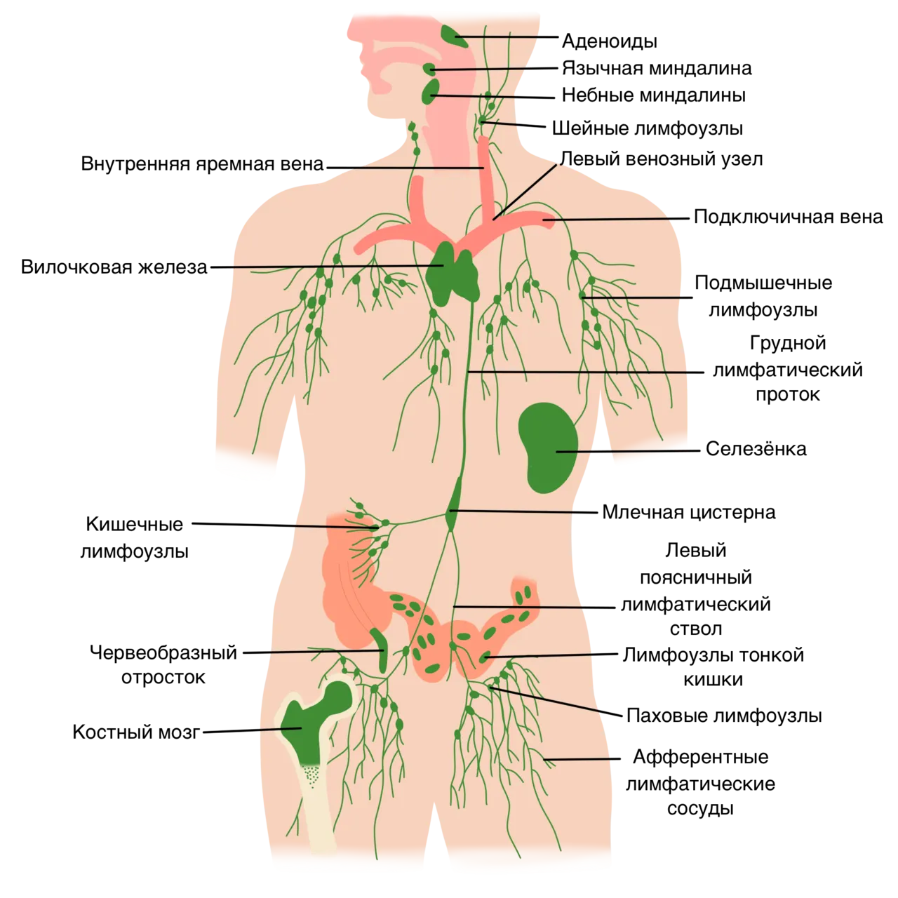 Воспалился лимфоузел в паху справа. Лимфатическая система человека схема. Схема лимфатической системы человека анатомия расположения. Лимфатическая система анатомия человека картинки. Лимфатическая система женщины схема.