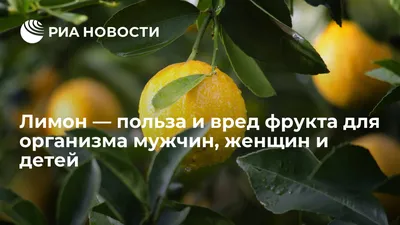 Акриловый оранжевый лимон с зелеными шпильками для детей и женщин,  аксессуар ручной работы в виде фруктов | AliExpress