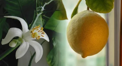 Формовое разнообразие Павловского лимона