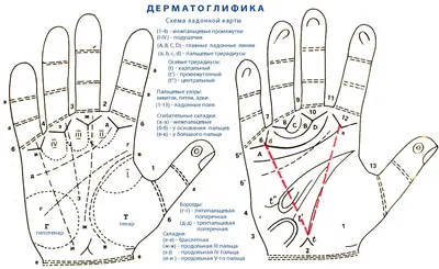 Энциклопедия знаков на руке или карта руки [Николай Николаевич Беспалов]  (fb2) читать онлайн | КулЛиб электронная библиотека