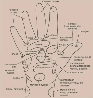 РЕФЛЕКТОРНЫЕ ЗОНЫ