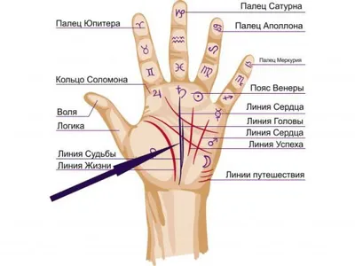 Что линия сердца на ладони может рассказать о вашей личной жизни? |  Безумная луна | Deviant Moon | Дзен