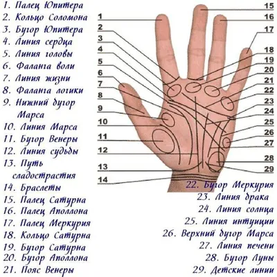 Хиромантия – Чтение по ладони для начинающих, Линии на Руке Значение