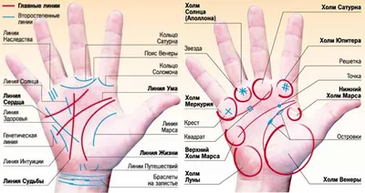 7 главных линий на руке человека