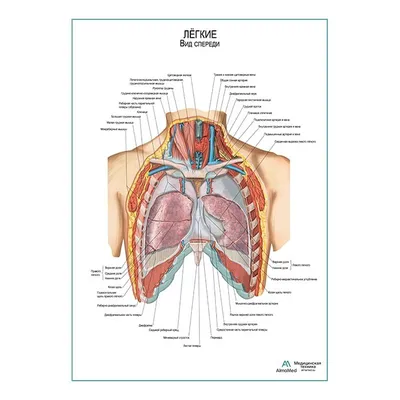Легкие (анатомия человека), плакат глянцевый А1+, плотная фотобумага от  200г/м2 - купить с доставкой по выгодным ценам в интернет-магазине OZON  (427679786)