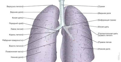15 фактов о лёгких человека | StuDentistry | Дзен