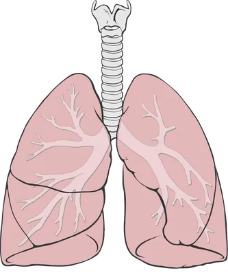 Легкие человека: где находятся, как выглядят и работают, почему могут болеть