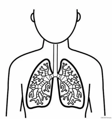 Раскраски Легкие человека для детей (29 шт.) - скачать или распечатать  бесплатно #30814