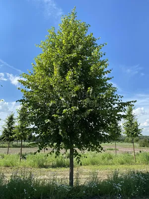 Липа крупнолистная (Tilia platyphyllos)