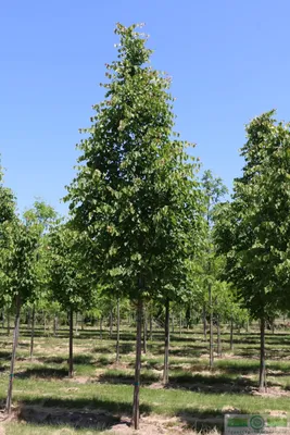 Липа мелколистная Гринспаер (Tilia cordata Greenspire)