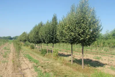 Липа мелколистная (Tilia cordata)