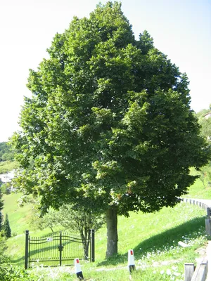 Липа амурская (Tilia amurensis) саженцы 15-20 см, горшок 0,5л., цена в  Новосибирске от компании Кирсанов Сергей Сергеевич