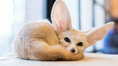 What does the fennec fox do in the house - YouTube