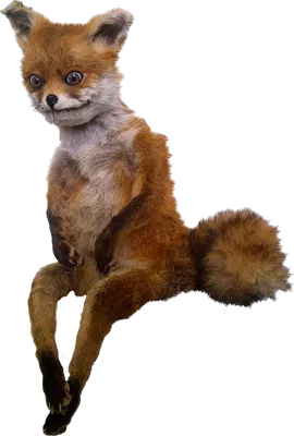 Fox Cartoon png download - 1277*1600 - Free Transparent RED Fox png  Download. - CleanPNG / KissPNG