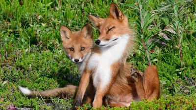 Скачать обои лиса, лисята, лисы, потомство, fox разрешение 1152x864 #89825