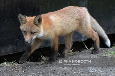 На даче у омичей поселилась лиса с лисятами - 