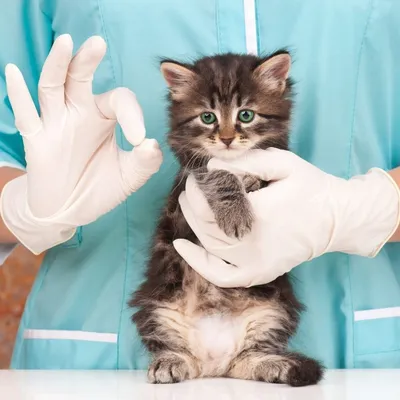 Лишай у кошек. Лечение и симптомы - Ветеринарная клиника Друг
