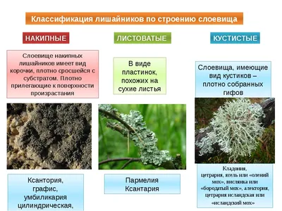 Лишайники на деревьях. Как от них избавиться и надо ли? Фото — Ботаничка