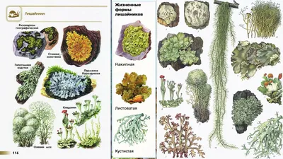 Урок биологии "Лишайники"