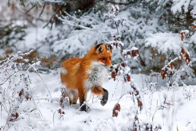 Лисичка сестричка. Photographer Lozhkin Vyacheslav