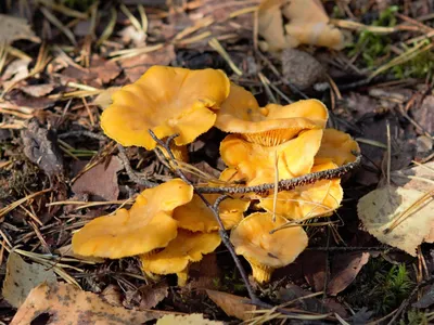 Cantharellus cibarius, Лисичка обыкновенная