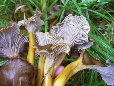 Ложная лисичка рыжая (Hygrophoropsis rufa) фото и описание