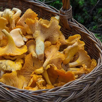 Лисички: описание гриба, где растет, виды, съедобность, фото в лесу