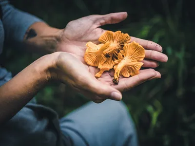 Купить Капли Лисички (Cantharellus cibarius) 100 мл., цена 191 грн —   (ID#311815269)