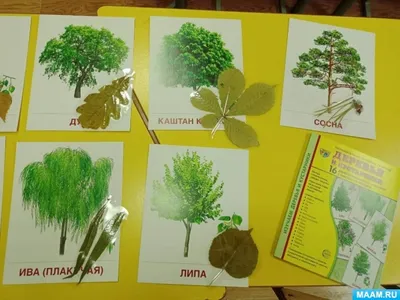 Раскраска Листья деревьев | Раскраски, Оттенки зеленого, Художники