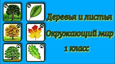 Картинки осенние листья с названиями деревьев (61 фото) » Картинки и  статусы про окружающий мир вокруг