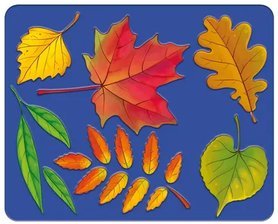 Картинка Листья деревьев распечатать на листе A4 для мальчиков |  