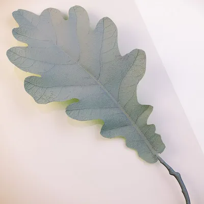 Купить форма для шоколада Листья дуба в оптово-розничном магазине города  Владимир