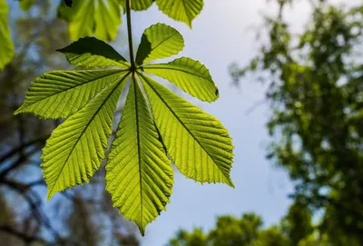 Лист Каштана, Зеленый Лист, Каштан, Chestnut Leaf, - Leaf, HD Png Download  - kindpng