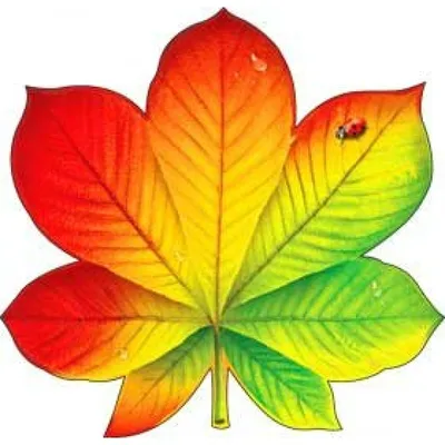 Графический рисунок листа каштана. Рисунок карандашом листа каштана. |  Maple leaf art, Art drawings sketches, Leaf art