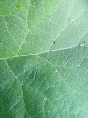 Arctium tomentosum Mill. Лопух войлочный — Planta Medica