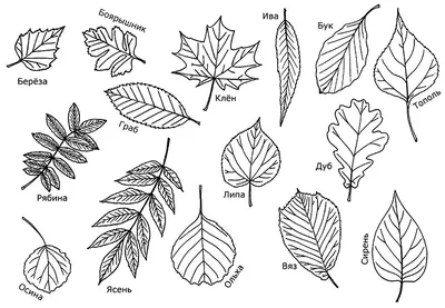 Эскизы листьев деревьев для вырезания - 81 фото