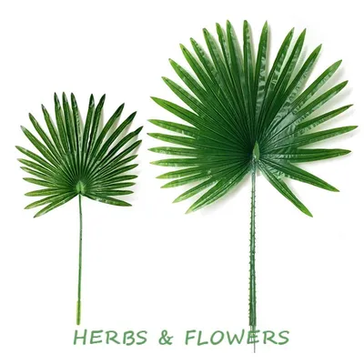 Красивое растение листьев пальмы фон, Пальма, растение, зеленый фон  картинки и Фото для бесплатной загрузки