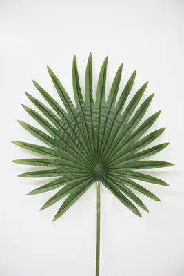 Веерный лист пальмы 90 см