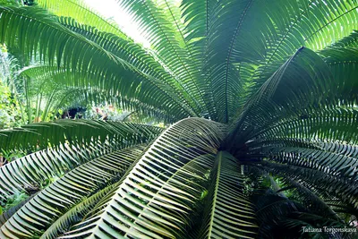 Фотообои Листья пальмы купить на стену • Эко Обои